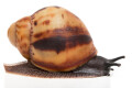 Archachatina marginata marginata Cameroon juvenil
